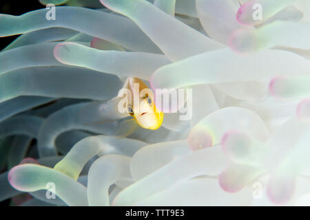 Close-up of pink poisson clown anémone de mer magnifique au milieu de la natation Banque D'Images