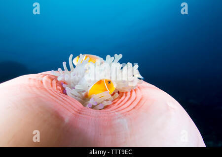 Close-up of pink poisson clown (amphiprion perideraion) natation par anémone de mer magnifique Banque D'Images