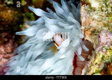 Poissons Clowns cannelle par coral undersea Banque D'Images