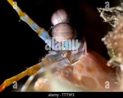 Close-up of Peacock (Odontodactylus scyllarus Crevette Mantis) undersea Banque D'Images