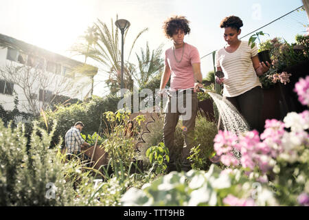 Les amis l'arrosage des plantes au jardin communautaire Banque D'Images