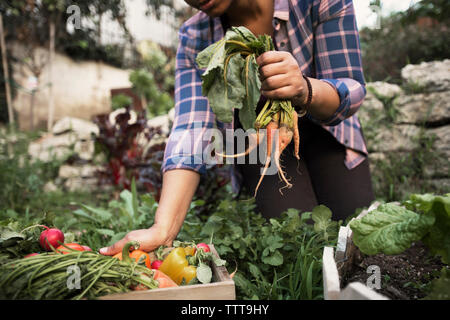 Midsection of woman holding freshly harvested carrots à ferme biologique Banque D'Images