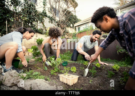 La plantation d'amis ensemble au jardin communautaire Banque D'Images