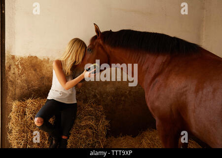 Woman brushing horse stable en Banque D'Images