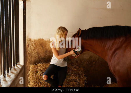 Woman brushing brown horse stable en Banque D'Images