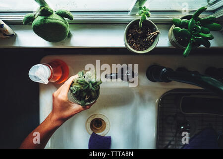 La main coupée de l'adolescent l'organisation des plantes sur rebord de fenêtre dans la cuisine à la maison Banque D'Images