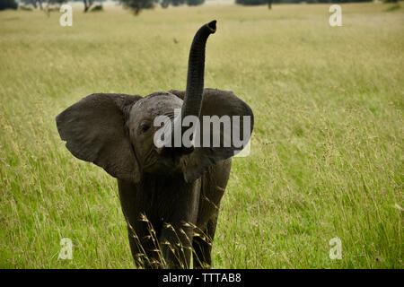 Elephant calf barrissements en se tenant sur le terrain herbeux Banque D'Images