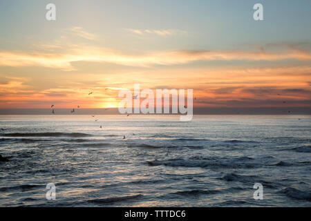 Birds flying over Silhouette contre le ciel au coucher du soleil sur la mer Banque D'Images