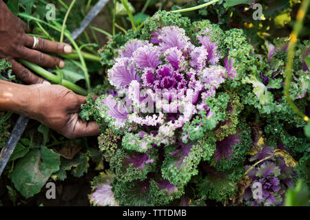 Vue supérieure de l'agriculteur picking fresh chou mauve sur terrain Banque D'Images