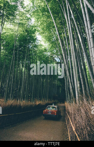 Sur la voiture au milieu de plantes de bambou Banque D'Images