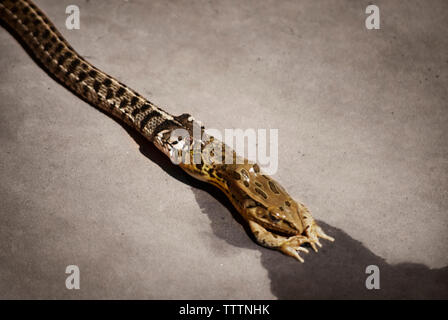 High angle view of snake eating frog Banque D'Images