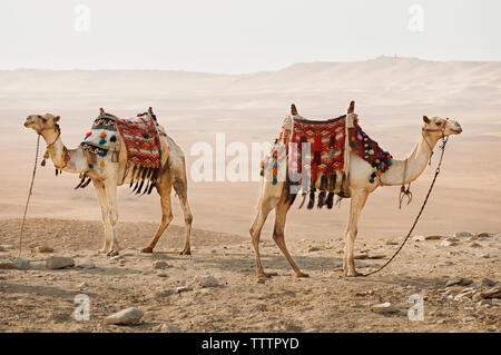 Vue latérale des chameaux debout sur desert Banque D'Images