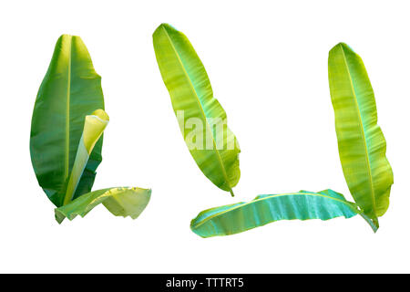 Les feuilles de banane verte fraîche sur un fond blanc Banque D'Images