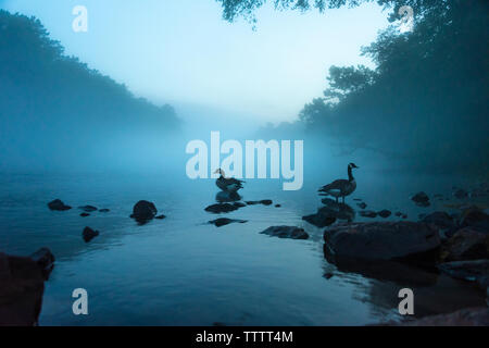 Un nuage de brume flotte au-dessus la rivière Chattahoochee au crépuscule, juste en dessous de Lake Lanier et au nord-est d'Atlanta, Géorgie. (USA) Banque D'Images