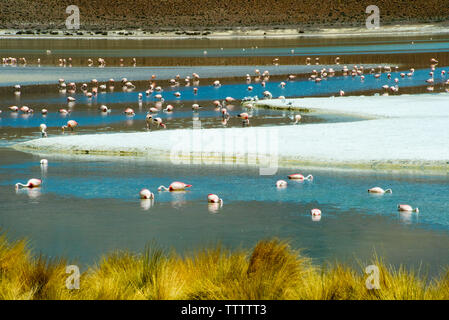 Flamants Roses en Laguna Hedionda, Potosi, Bolivie Ministère Banque D'Images