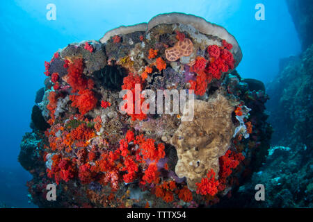 La croissance des coraux mous de couleur vive sur un corail bommie sur un Deep Reef en Indonésie. Les coraux mous s'épanouir lorsqu'il y a au moins un peu de courant. Banque D'Images