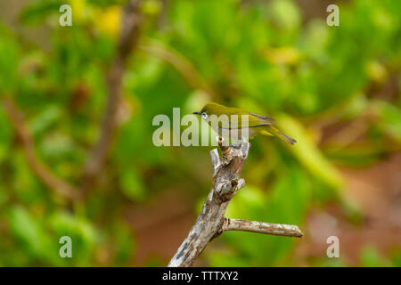 Japanese white-eye, également connu sous le nom de gazouiller, white-eye Zosterops japonicus, perché sur une branche sur l'île hawaïenne de Kauai Banque D'Images