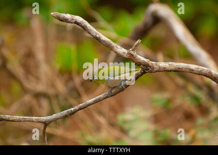 Japanese white-eye, également connu sous le nom de gazouiller, white-eye Zosterops japonicus, perché sur une branche sur l'île hawaïenne de Kauai Banque D'Images