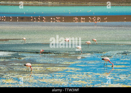 Flamants Roses en Laguna Hedionda, Potosi, Bolivie Ministère Banque D'Images