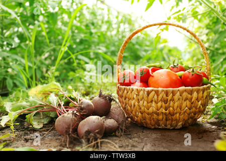 Les betteraves et les tomates fraîchement cueillies dans un panier sur fond naturel Banque D'Images
