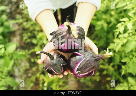 Mains tenant les aubergines fraîches dans le potager Banque D'Images