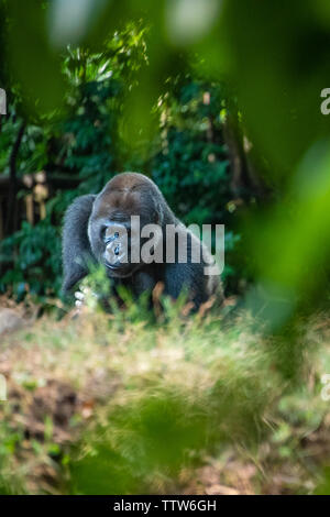 Silverback gorille de plaine de l'ouest au Zoo d'Atlanta à Atlanta, Géorgie. (USA) Banque D'Images