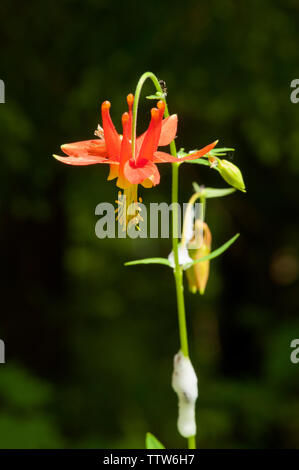 Un rouge de l'Ouest l'Ancolie (Aquilegia formosa) dans l'Oregon est des Cascades. Banque D'Images