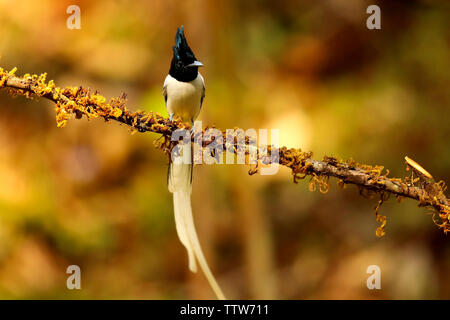 Asian paradise flycatcher, Terpsiphone paradisi, homme, Ganeshgudi, Karnataka, Inde. Banque D'Images