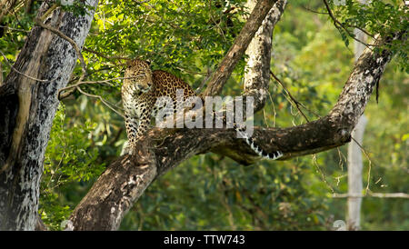 Léopard, Panthera pardus, homme, parc national de Nagarhole Karnataka, Inde. Banque D'Images