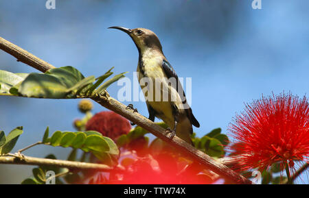 Loten sunbird, mâle en plumage d'éclipse, Chalcomitra lotenius Tholpetty, Kerala, Inde. Banque D'Images