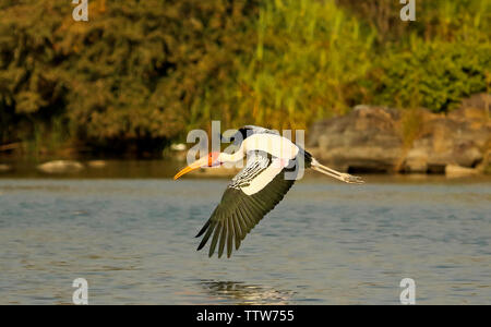 Cigogne peinte en vol, Mycteria leucocephala, Ranganathittu Bird Sanctuary, Karnataka, Inde. Banque D'Images