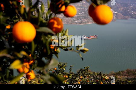 L'orange et orange rouge reflète la Xiaojiang River. Chaque fin d'automne et d'hiver, les oranges des Xilingxia des Trois Gorges sont jaunes et les oranges sont en rouge, faisant de la majestueuse rivière Xiaojiang particulièrement belle. Banque D'Images