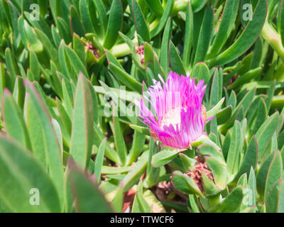 Delosperma cooperi. Usine à glace. Rose Fleur de plante succulente. Banque D'Images