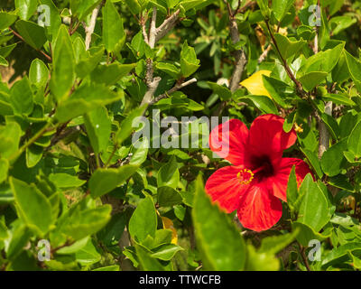 Big Red fleur d'hibiscus et les feuilles vertes à l'arrière-plan. Banque D'Images