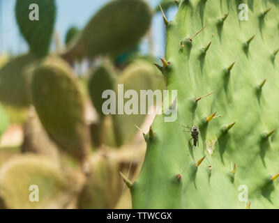 Peu voler sur la feuille de cactus. Close-up, macro. Banque D'Images