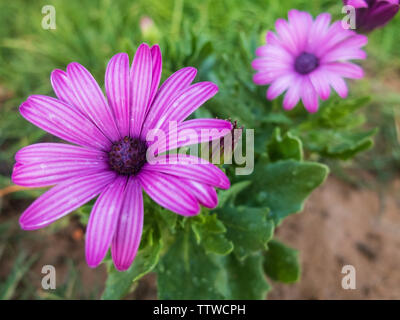 Fleurs violettes africaines de DAISY. Osteospermum violet fleur. Banque D'Images