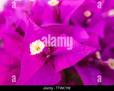 Fleurs violettes de Bougainvillea spectabilis ornementales épineux. Banque D'Images
