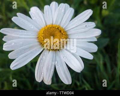 Camomille blanche avec des gouttes de rosée sur les pétales. Banque D'Images