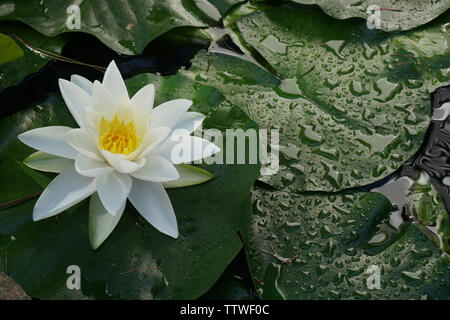 Water Lily avec gouttes d'eau sur les feuilles vertes Banque D'Images