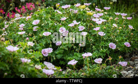 Géranium var. striatum Rose Banque D'Images