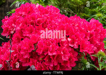 Couleur rose/rouge azalée, UK Banque D'Images