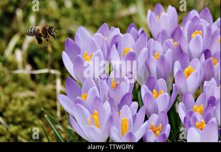 High angle view of purple crocus avec bee Banque D'Images