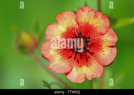 Fleur de couleur jaune et rouge Banque D'Images