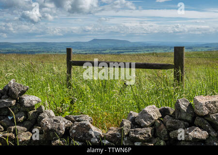 16/06/2019 à Pendle Hill vers tout en walkiking e dales High Way entre Skipton et Addingham Yorkshire Dales. Au-dessus de Pendle Hill Régler Banque D'Images