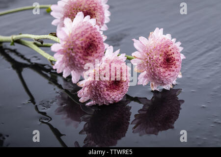 marguerites Banque D'Images