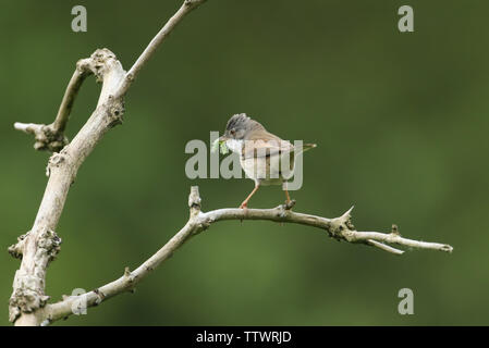 Une belle, fauvette grisette Sylvia communis, perché sur une branche dans un arbre. Il a une chenille dans son bec qu'il va nourrir à ses bébés. Banque D'Images