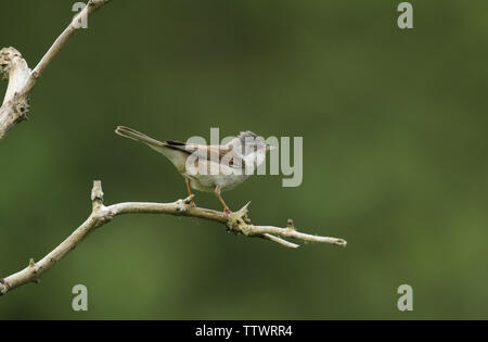 Une belle, fauvette grisette Sylvia communis, perché sur une branche dans un arbre. Banque D'Images