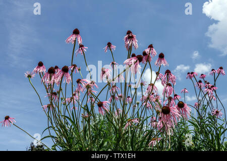 Coneflorescences pourpres Glade contre ciel bleu Echinacea simulata Banque D'Images