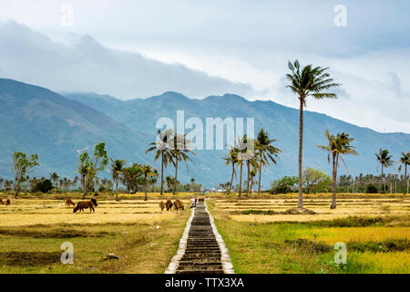 Paysage de prairies pacifique dans la province de Binh Thuan, Vietnam. Banque D'Images