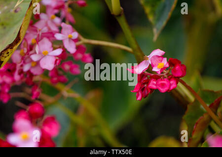 Les fleurs de bégonia fleurissent dans le domaine de l'île de Maui Banque D'Images